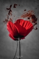 coquelicots