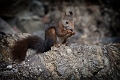 OLI_0813-2